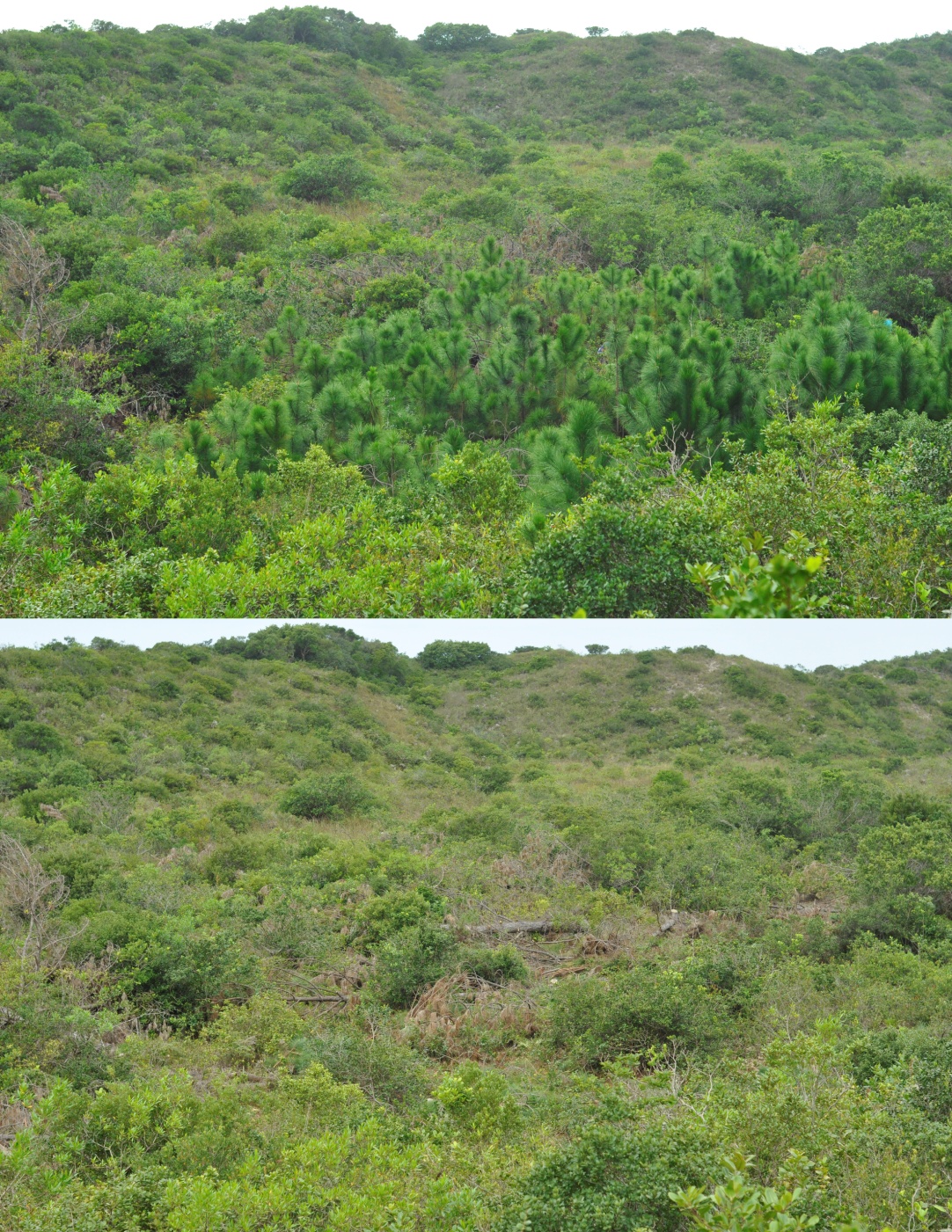 Área com vegetação de restinga antes e após controle de pínus invasores no Parque Natural Municipal das Dunas da Lagoa da Conceição (Florianópolis, SC). Foto: Rafael Barbizan Sühs.